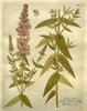 La Salicaire officinale, Lythrum salicaria