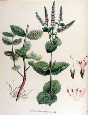 La Menthe à feuilles rondes (Mentha suaveolens)