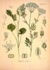 L'Anis, Pimpinella anisum