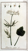 L'Anis, Pimpinella anisum