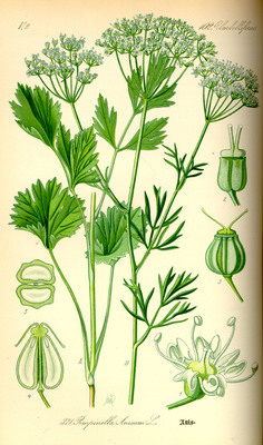 L'Anis (Pimpinella anisum)
