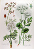 L'Anis, Pimpinella anisum