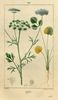 L'Anis, Pimpinella anisum