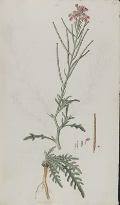 La Giroflée des dunes, Matthiola sinuata