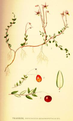 La Canneberge (Vaccinium oxycoccos)